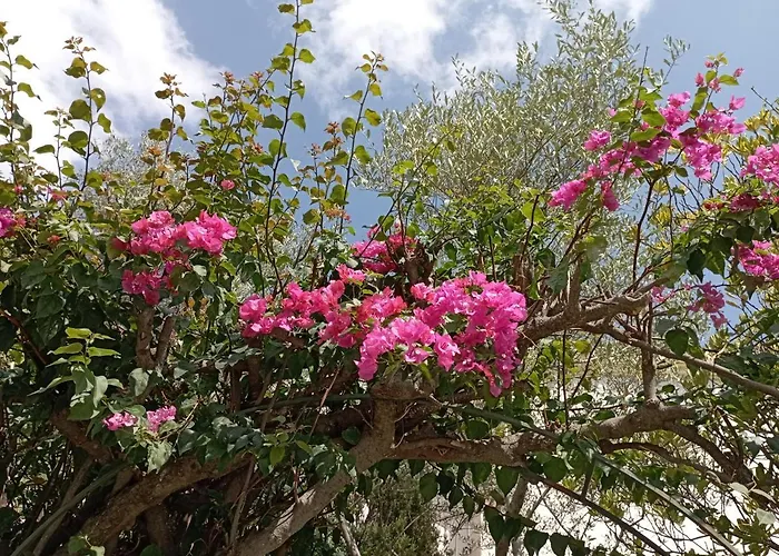 Domus Garden أولبيا